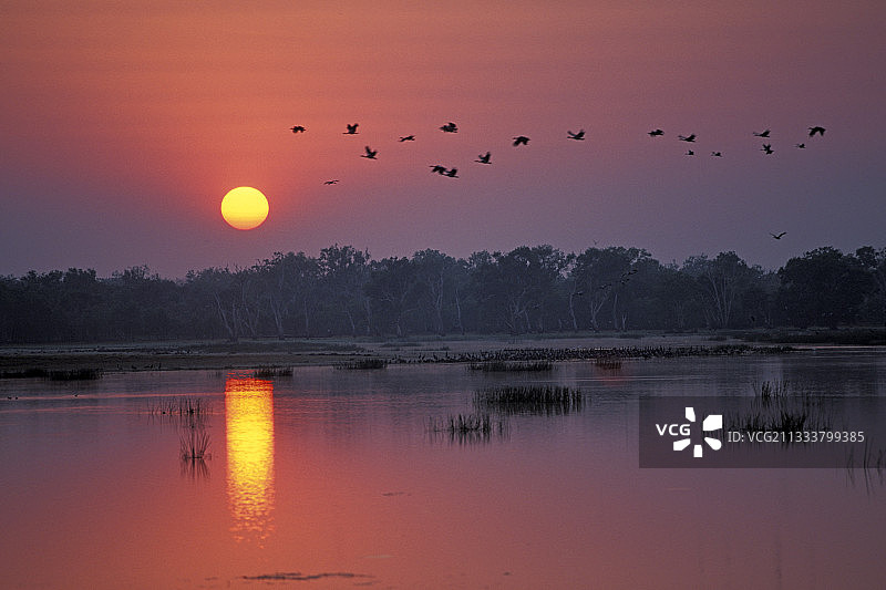 日出在沼泽和大雁飞澳大利亚图片素材