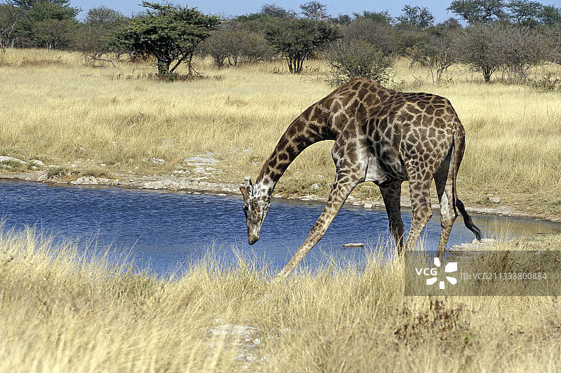 小长颈鹿在纳米比亚的一个水边喝水图片素材