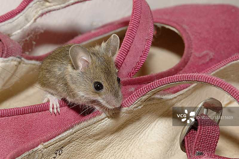 长尾田鼠在一只鞋多尔多涅法国图片素材