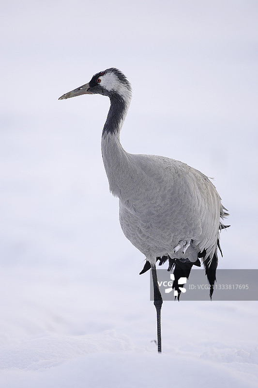 法国雪湖上只有一条腿的普通鹤图片素材