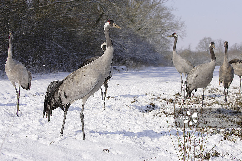 法国雪湖上常见的鹤图片素材