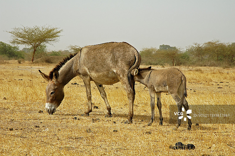 驴子的小马驹在吮吸它的母亲塞内加尔图片素材