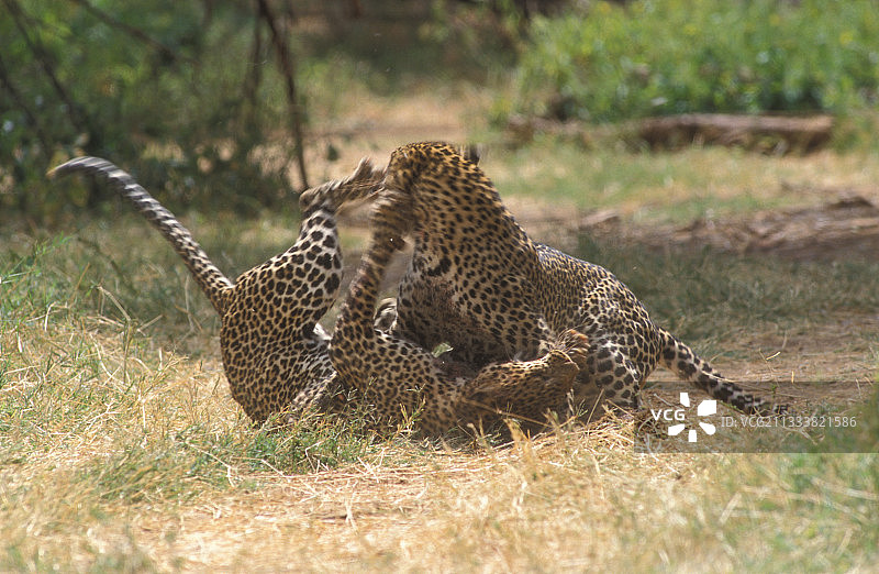 非洲两头豹之间的争斗图片素材