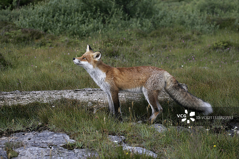 年轻的红狐瑞典图片素材