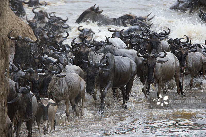 白胡子角马迁徙Masaï马拉肯尼亚图片素材