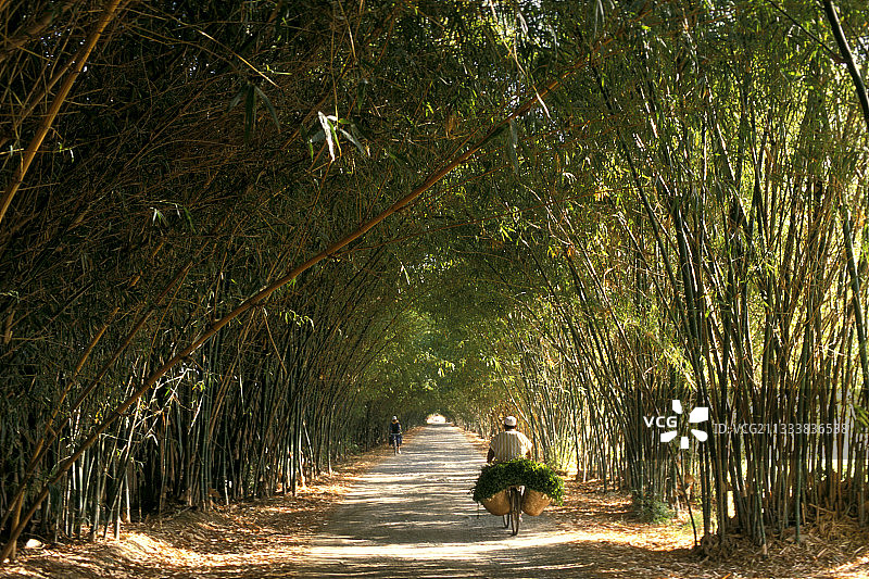 在摩洛哥，一名男子骑着自行车走在一条与竹子接壤的路上图片素材