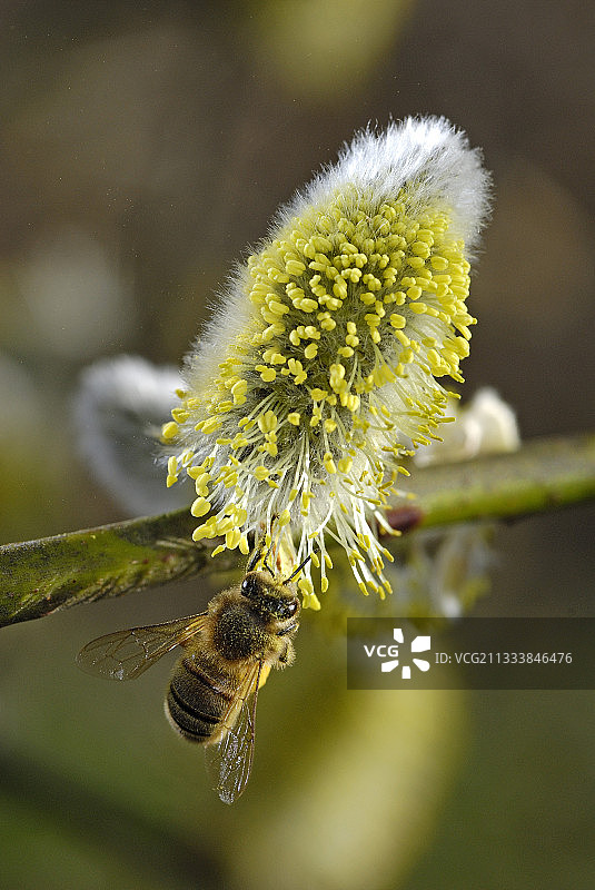 蜜蜂采集山羊柳树花的花蜜图片素材