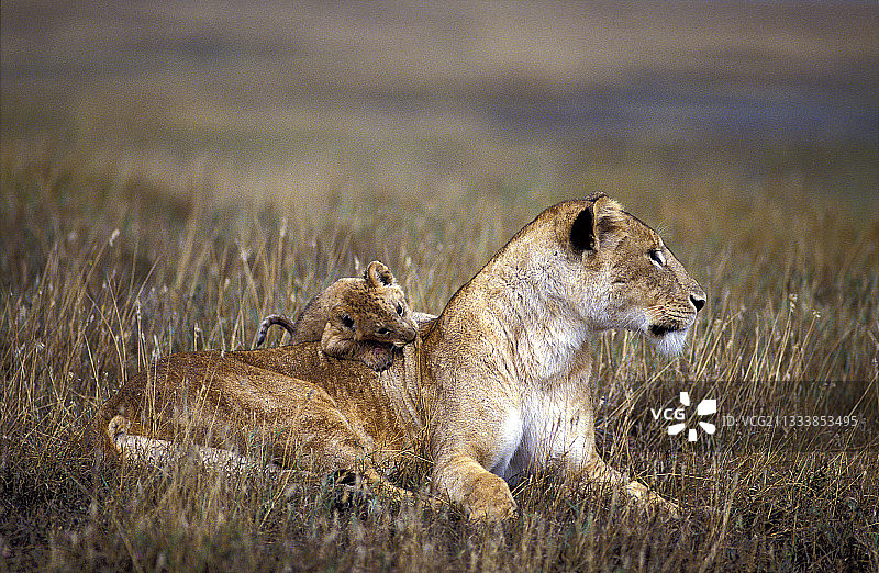 坦桑尼亚恩戈罗戈罗火山口的母狮和幼狮图片素材
