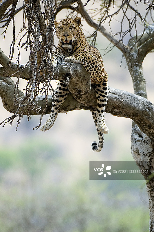 豹在东非的一棵树上图片素材