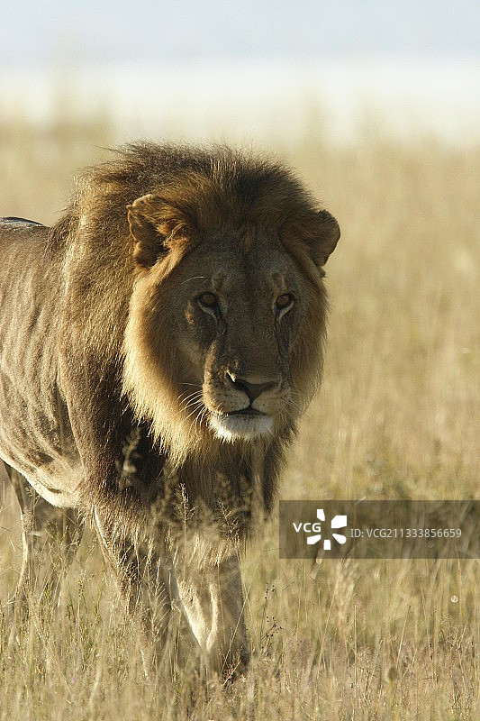 纳米比亚埃托沙的草丛中行走的狮子图片素材