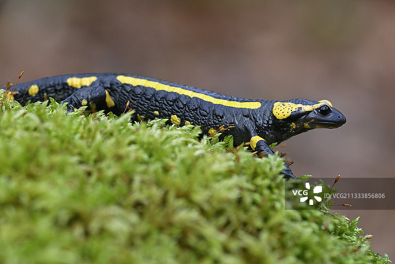 斑点蝾螈自然公园的奥弗涅火山图片素材