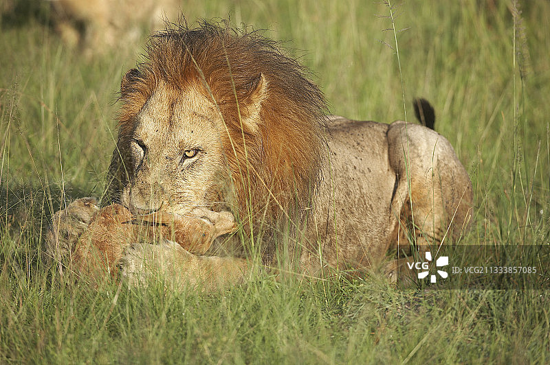 肯尼亚萨萨比马赛马拉的狮子图片素材