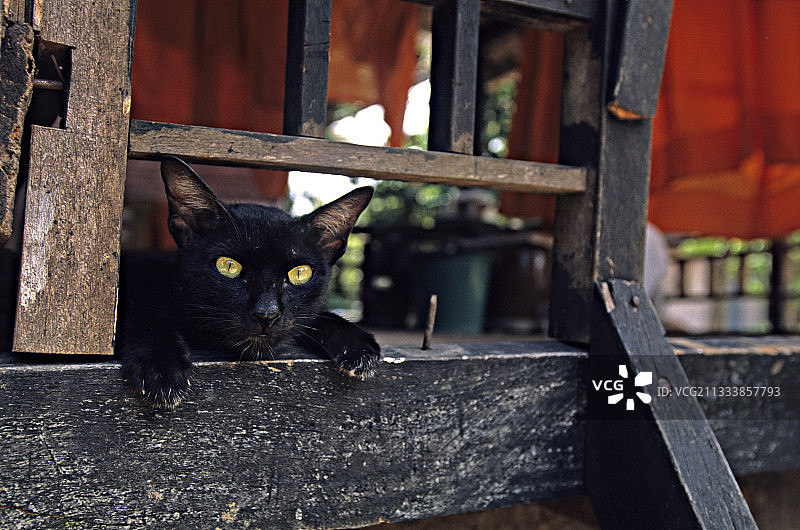 黑猫在柬埔寨的一个乡村阳台上休息图片素材