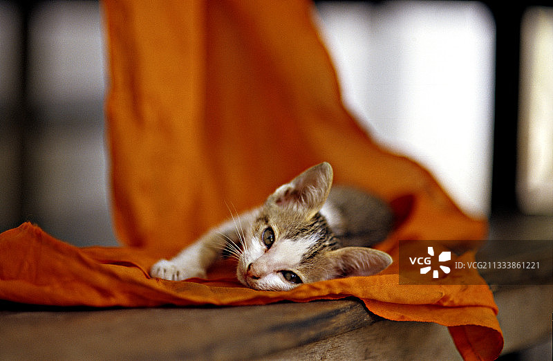 小猫躺在柬埔寨暹粒的橙色组织上图片素材