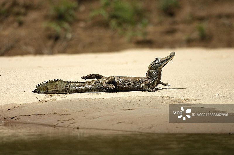 秘鲁马德雷德迪奥斯河岸上的眼镜凯门鳄图片素材