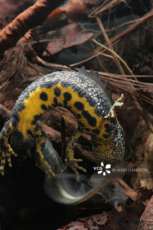 北冠蝾螈吃它的蜕皮法国图片素材