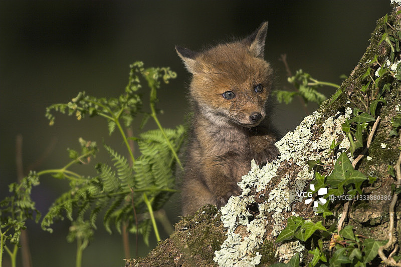 年轻的红狐走出它的洞穴在一个树桩上诺曼底法国图片素材