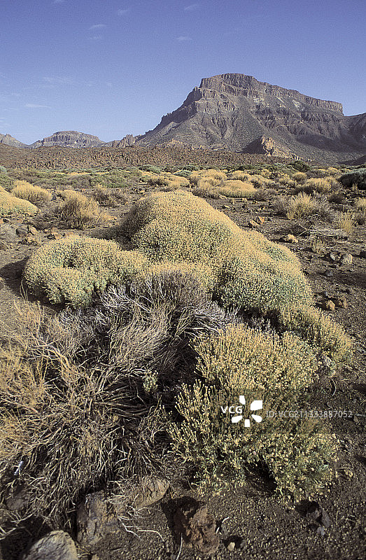 特内里费Teide国家公园干旱地面上的植被图片素材