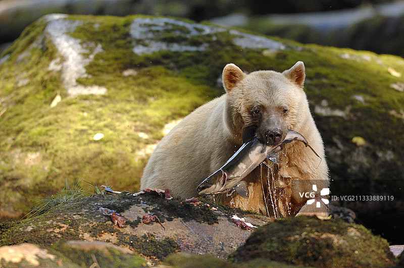 白灵熊在加拿大捉粉红色的鲑鱼图片素材