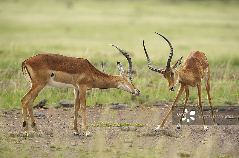 雄性黑斑羚在肯尼亚马赛马拉保护区战斗图片素材
