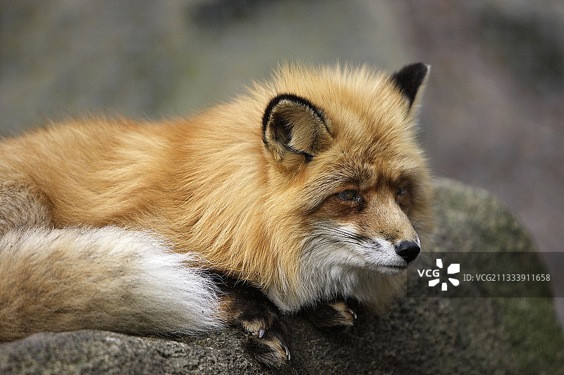 红狐狸在芬兰的拉努阿休息图片素材