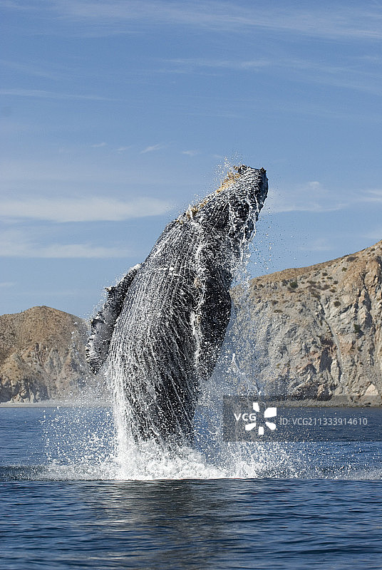 驼背鲸在加利福尼亚湾图片素材