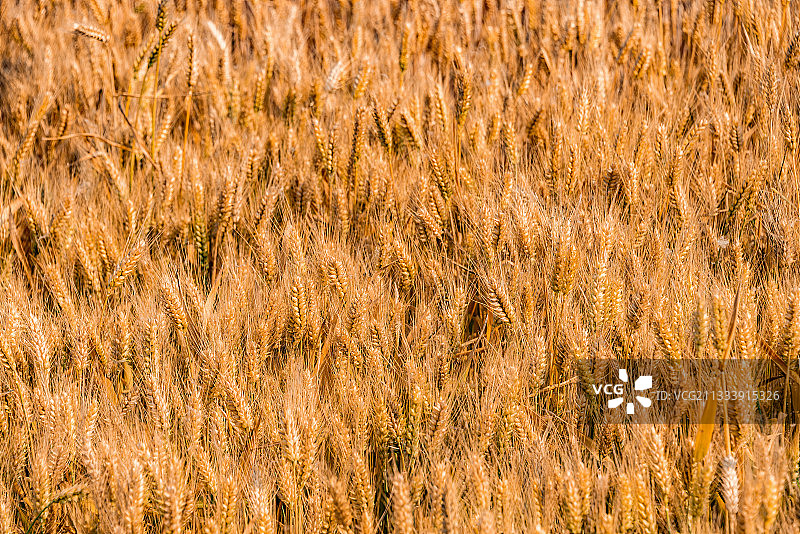 黄河沿岸农作物小麦丰收金色麦田景观图片素材
