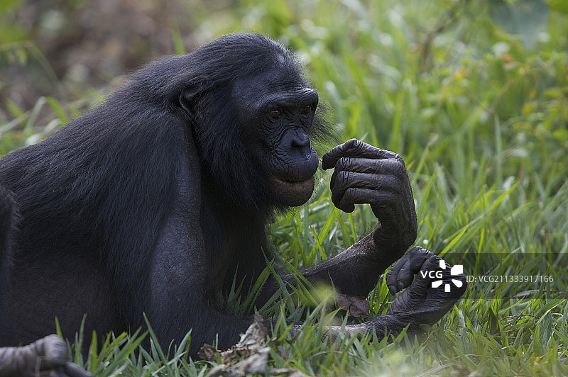 一只倭黑猩猩在草地上休息图片素材