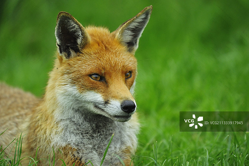 红狐在英格兰的草地上休息图片素材