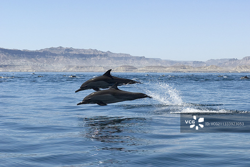海豚在撕裂匆忙的墨西哥加利福尼亚湾图片素材