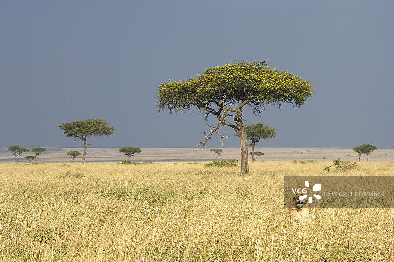 在肯尼亚马赛马拉大草原狩猎的母狮图片素材