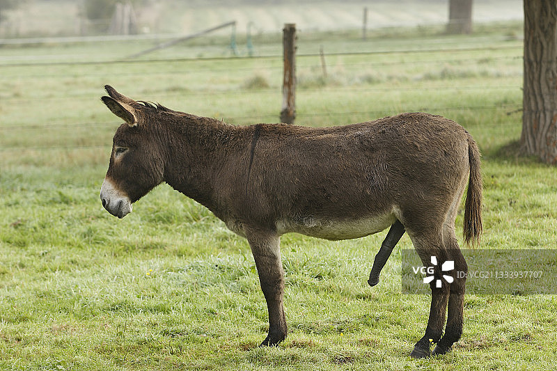 普通的驴勃起在牧场法国图片素材