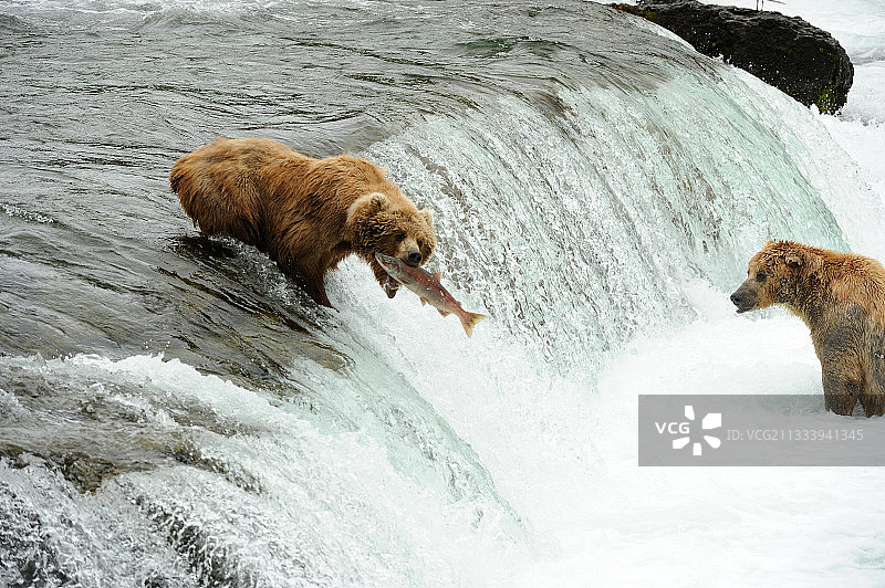 灰熊在卡特迈瀑布捕捉鲑鱼图片素材