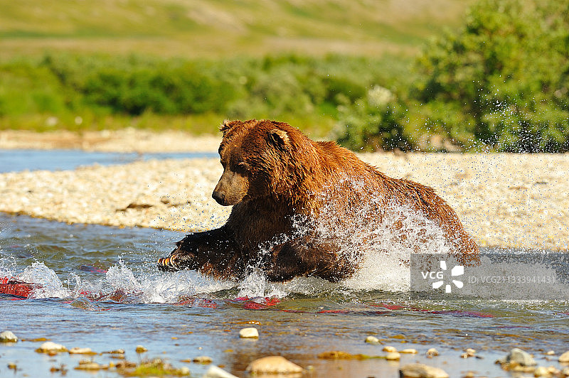 在阿拉斯加卡特迈河，一只灰熊正在追逐一只红鲑鱼图片素材