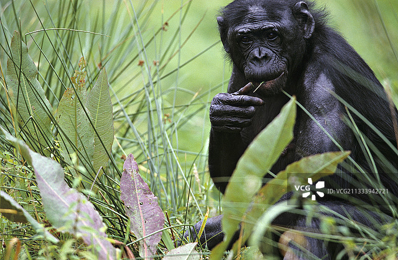 成年雄性倭黑猩猩小心周围图片素材