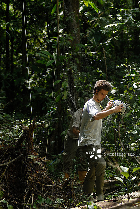 在圭亚那森林里安装一个网来捕捉鸟类图片素材