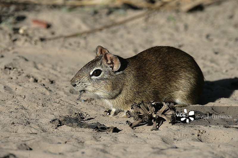 巴西豚鼠在巴西地上吃图片素材