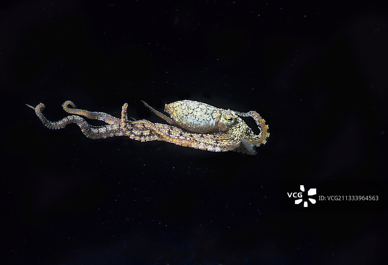 模仿章鱼在苏拉威西西里海游泳图片素材