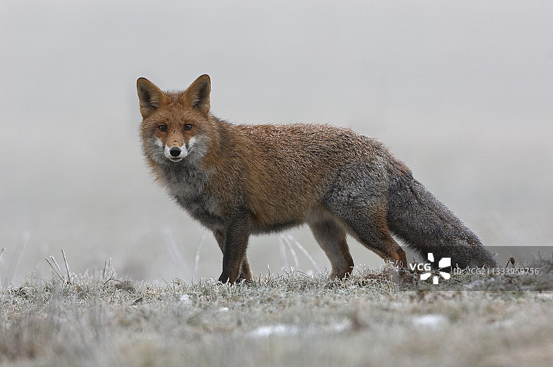 红狐在霜冻的法国孚日图片素材