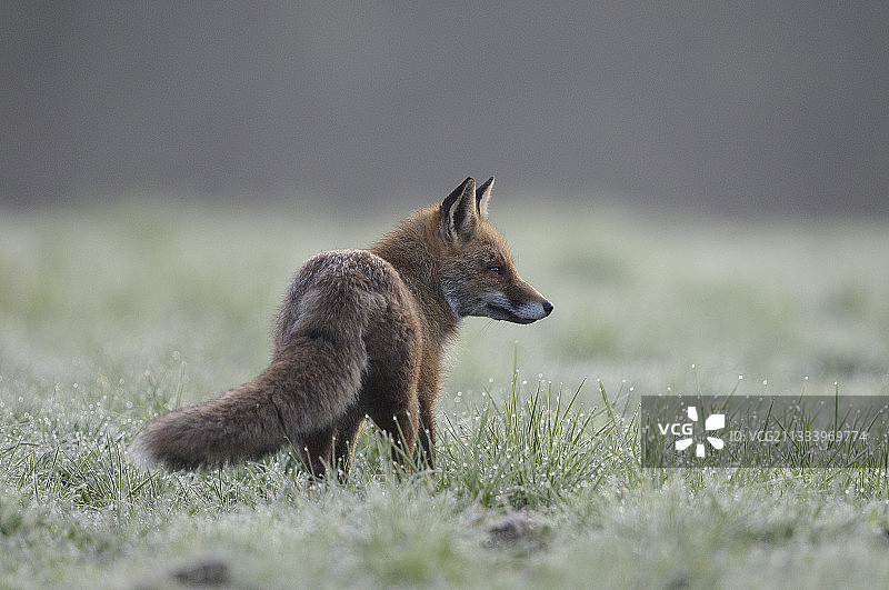 冬天法国孚日草地上的红狐图片素材