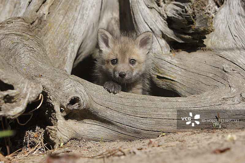 小红狐离他的巢穴美国还有5周图片素材