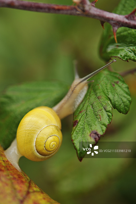 法国秋天灌木丛中的蜗牛花园图片素材