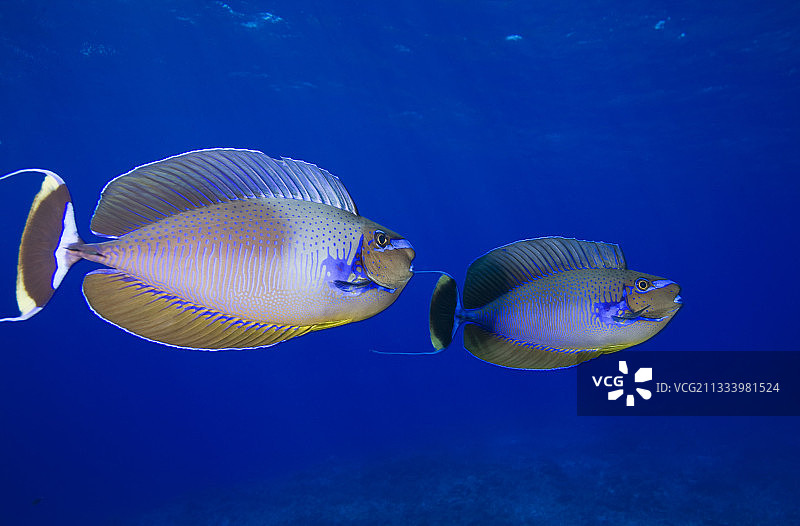 法属波利尼西亚蓝色土阿莫图的大鼻独角鱼图片素材