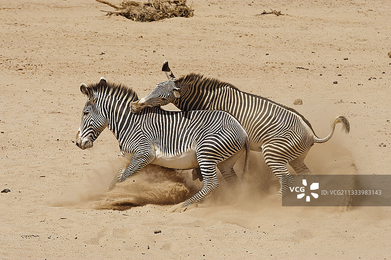 在肯尼亚桑布鲁的沙滩上与雄性斑马搏斗图片素材