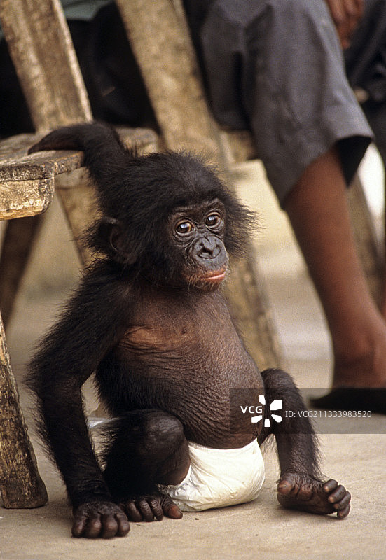 年轻的倭黑猩猩和一个襁褓中的刚果图片素材