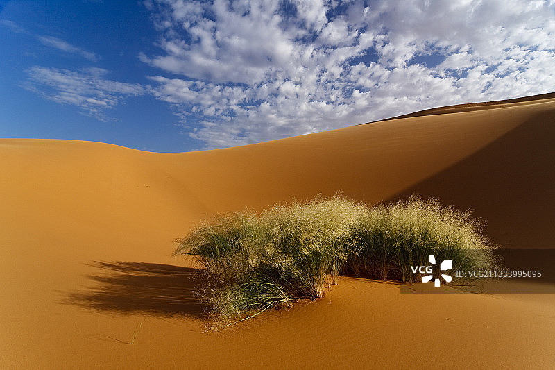摩洛哥切比沙漠中的草图片素材