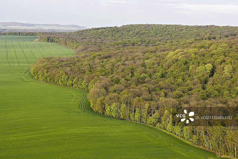 春天的麦田在森林的边缘法国图片素材