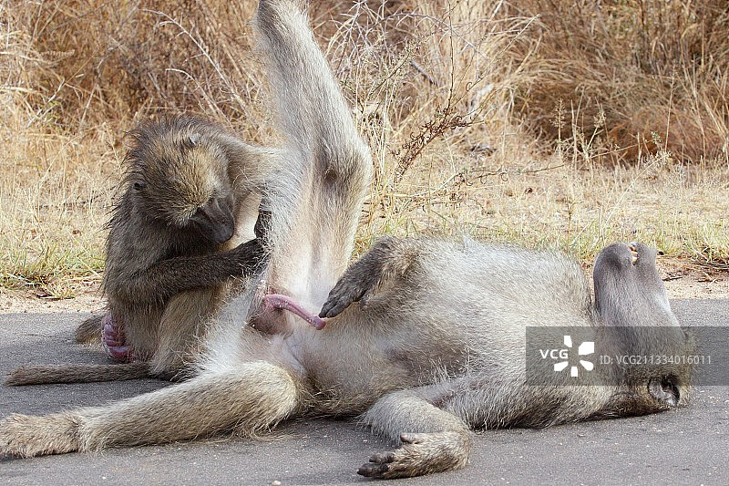 雌性狒狒正在梳理雄性勃起RSA图片素材