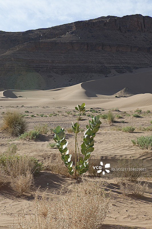 在摩洛哥德拉谷的沙漠中种植图片素材