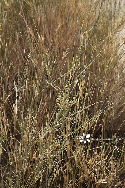 摩洛哥德拉谷的沙漠植物图片素材